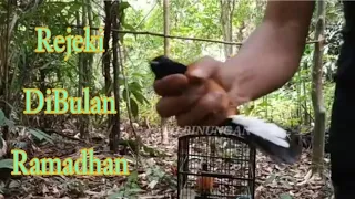 MURAI JUARA SATU BERAU TES PAKAI MIKAT, lasung penuh kotak saya.