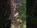 Download Lagu Major Goldfinches | Birds