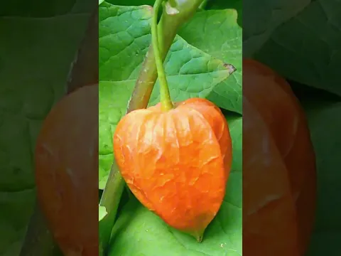 8 сентября 2026 г.