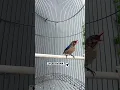 Download Lagu BURUNG RAMBATAN PARUH MERAH GACOR,KUALITAS JERNIH.