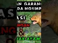 Download Lagu suara pikat garangan