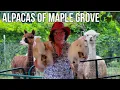 Dawn Meets The Alpacas Of Maple Grove Farms Raphine VA We Meet Up With Claudie Raphine VA
