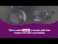 Binary Multiple Fission Explained Asexual Reproduction in Amoeba Plasmodium Leishmania