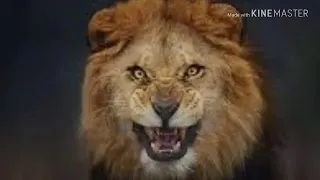 اغنية انا ملك الغابة شيفك أوطا دندنها