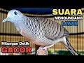 Download Lagu Perkutut Lokal Gacor Suara Besar Pancingan Burung Perkutut Agar Cepat Bunyi.
