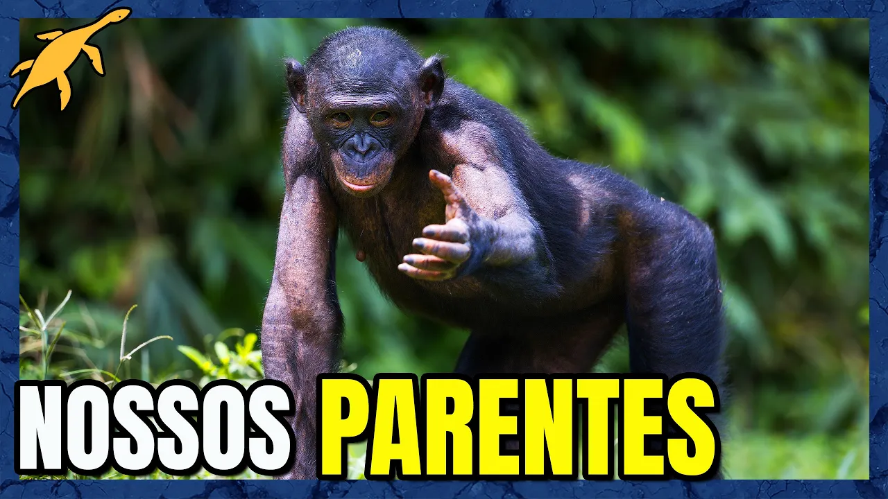 A BIOLOGIA INSANA dos BONOBOS!