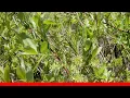 12 Common Species Of Willow Trees And Shrubs