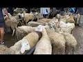 Lagu Pasaran Harga Domba Hari Ini, Banjir Ribuan Domba Minggu Pahing Muntilan Magelang  16 November 2025 