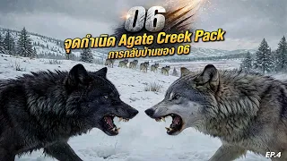 06 ตำนานหมาป่าที่โด่งดังที่สุดใน Yellowstone | EP.4 จุดกำเนิด Agate Creek Pack