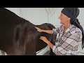 Download Lagu Basic Massage Strokes for Horses