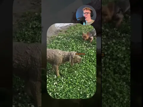 ВИРУСНЫЕ ВИДЕО / Собака танцует под музыку 💃