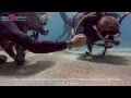 Download Lagu PADI Peak Performance Buoyancy Specialty Crete - Dive2gether.com
