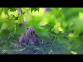 🕊️ 4K Eurasian Collared Dove Call , Birdwatching Coo Call Bird Sounds (4 hours)  Dove Cooing