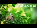 Download Lagu 🕊️ Panggilan Merpati Berkalung Eurasia 4K, Pengamatan Burung Panggilan Coo Suara Burung (4 jam) Merpati Coo