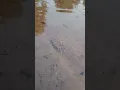 Download Lagu oddly satisfying video☺crab amazing walk#crab#how crabs are released into water#water@VwithNature