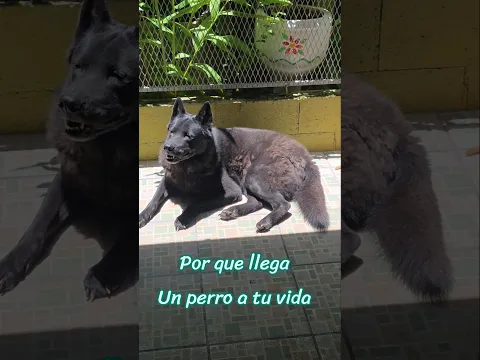 por que llego a tu vida #fengshui #perros #dog #chihuahua