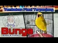 #Pleci_Bunga INILAH PLECI TEMBAKAN TERPANJANG DI DUNIA #POWER_X-tream