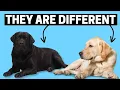 How are Black Labradors Different than Standard Labs