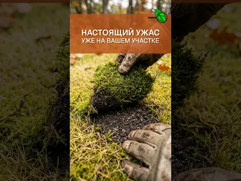 ❌ МЕДЛЕННАЯ СМЕРТЬ УЧАСТКА! СРОЧНО УБЕРИТЕ ЭТО! Простой способ убрать мох из сада осенью