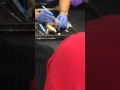 Dissection of sheep brain