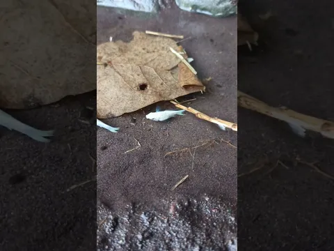 channa limbata jumbo,channa limbata galak- IKAN CHANNA #shorts #channa #limbata #viral