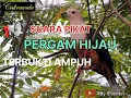 Download Lagu SUARA PIKAT BURUNG PERGAM HIJAU.. Ady shooter.