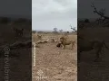 Download Lagu Full Video of Hyena Clan Rescuing Friend from Epic Lion Attack