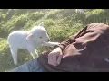 Cute Lamb Needs Attention