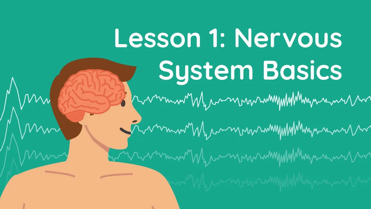 RPSGT Prep A&P Lesson 1: Nervous System Basics