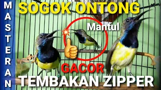 sogok ontong gacor full tembakan zipper masteran