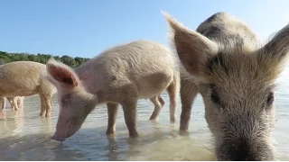 PIG ISLAND BAHAMAS CRUISING LIFE
