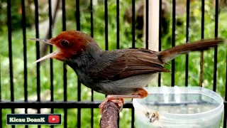 prenjak gacor speed rapat