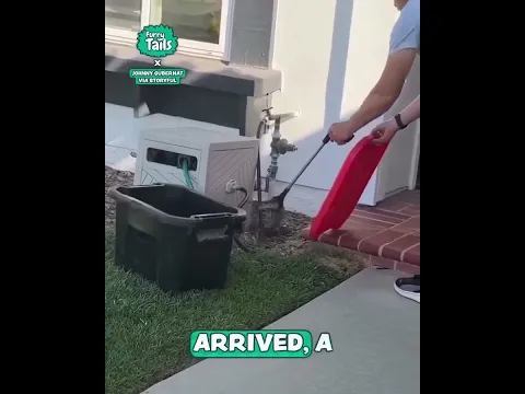My son was shocked by a rattlesnake in our garden 😳🐍 #caughtoncamera #family #rattlesnake