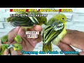 Download Lagu Cara Membedakan Anakan Burung Cipow/Sirtu/Sirpu JANTAN \u0026 BETINA