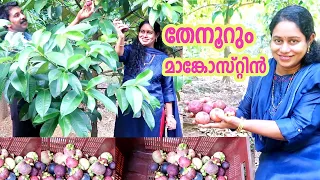 I am your garden friend, Today video I will show Mangosteen Germination from Seeds-How to Grow Mango. 