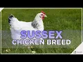 You Won t Want To Miss This About the Sussex Chicken
