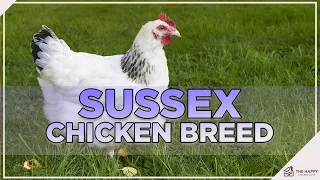Download You Won't Want To Miss This About the Sussex Chicken! MP3