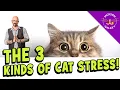 My Cat is Stressed What You Can Do