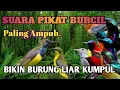 Download Lagu Suara Pikat Burcil Paling Ampuh II Suara Pikat SOGON Ampuh Anti Zonk II Suara Pikat Burung Ribu MP3.