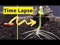 Lagu INCREDIBLE Bean Time Lapse #shorts
