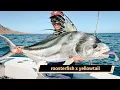 Download Lagu Yellowtail \u0026 Rooster Fish in LORETO w/ STELLA JUNE SPORTFISHING