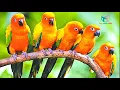 Download Lagu bird ringtone||beautiful bird ringtone