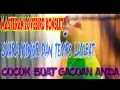 Download Lagu Materan Lovebird Konslet Suara Minor Dan Tempo Lambat