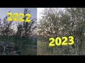 Hybrid Willow in a Dry Climate How Fast Do They Grow
