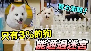 聽說全世界只有3%的狗能通過迷宮『智力測驗』
