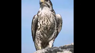 قعقعة الصقر 