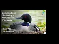 Download Lagu Tuesday Group -- Diving Deep into the Ely Loon Population with Sherry Abts