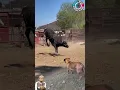 Sapi Hitam Melihat Anjing Menggonggong Langsung Panik#shorts#trendingshorts#anjing#sapi#wildlife