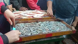 حلقه اسماك المعديه السيد ابو فريده 01285883615 