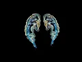Sub Focus & Dimension - Ready To Fly (NGHTMRE Remix)